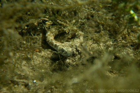 Užovka podplamatá (Natrix tessellata).