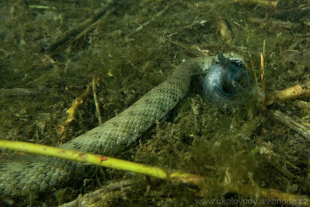 Užovka podplamatá (Natrix tessellata).