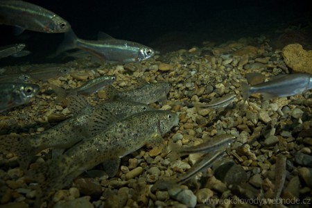 Parma balkánská (Barbus balcanicus).